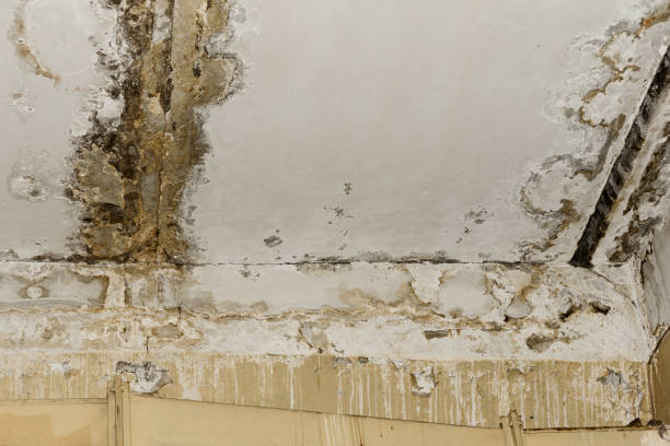 Best Mold-Related Health Consultation  in Cleveland, GA