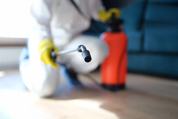 Trusted Cleveland, GA Mold Removal Experts