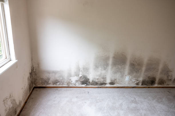 Best Water Damage & Mold Remediation  in Cleveland, GA