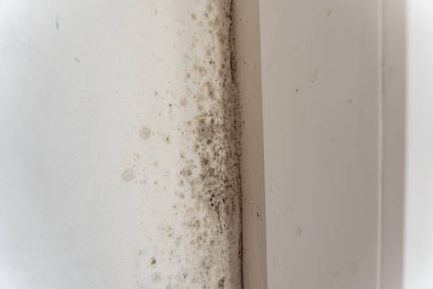Best Attic Mold Removal  in Cleveland, GA